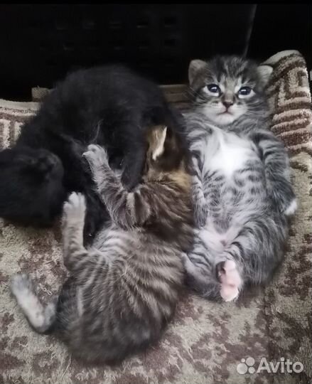 Котята в дар