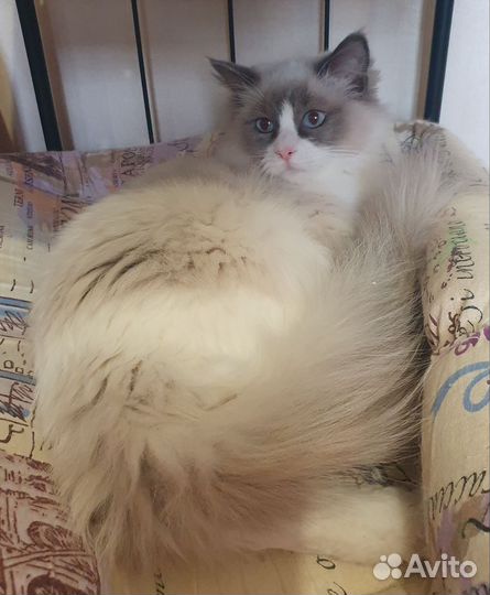 Котенок рэгдолл
