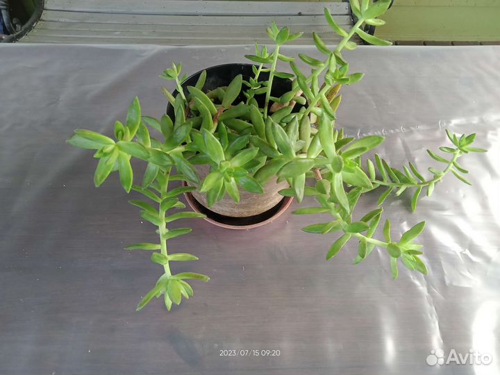 Седумм суккулент