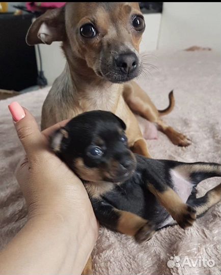 Собака порода той-терьер