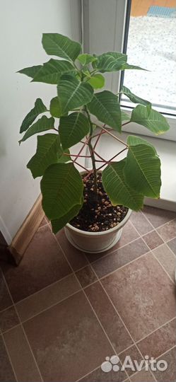 Пуансеттия