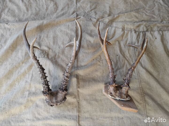 Рога косули