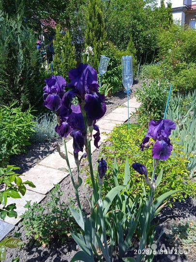 Растения для сада