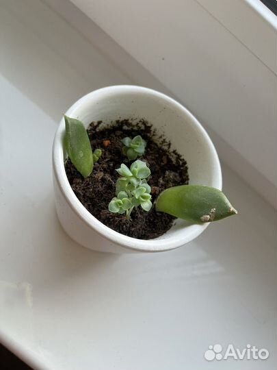 Суккуленты