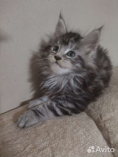 Кошки мейн-кун