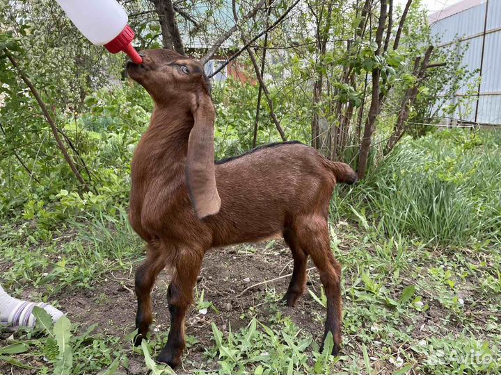 Козлики и козочка