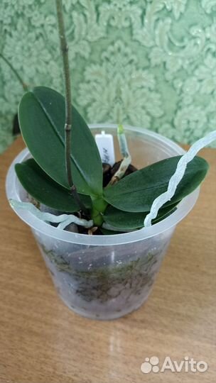 Орхидея фаленопсис Дарвин