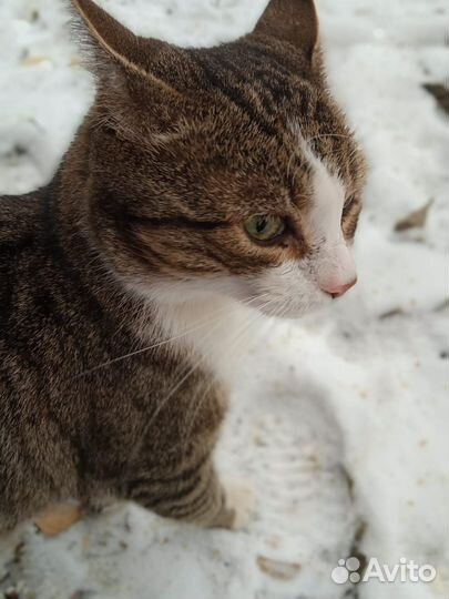 Кот Борюсик ищет дом