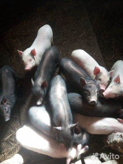 Вьетнамские вислобрюхие поросята