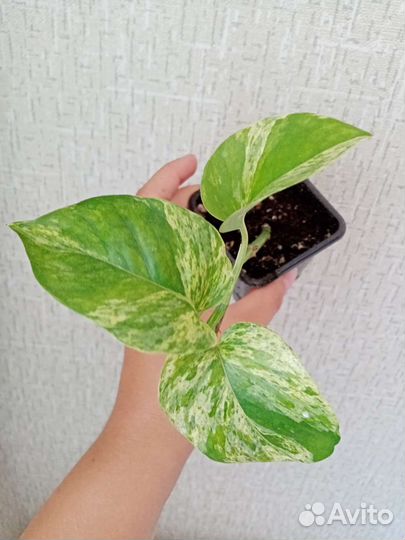 Сциндапсусы, эпипремнумы