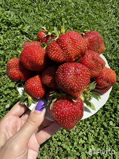 Рассада клубники азия, клери и тд