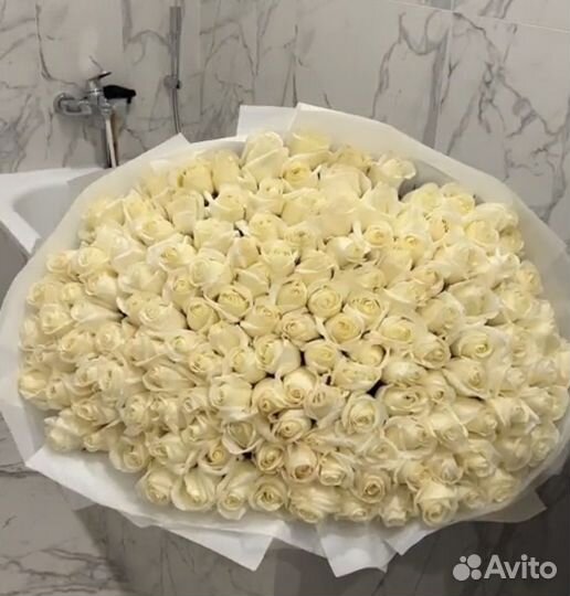 Роза красная/белая. 25 роз. 51 роза. 101 роза