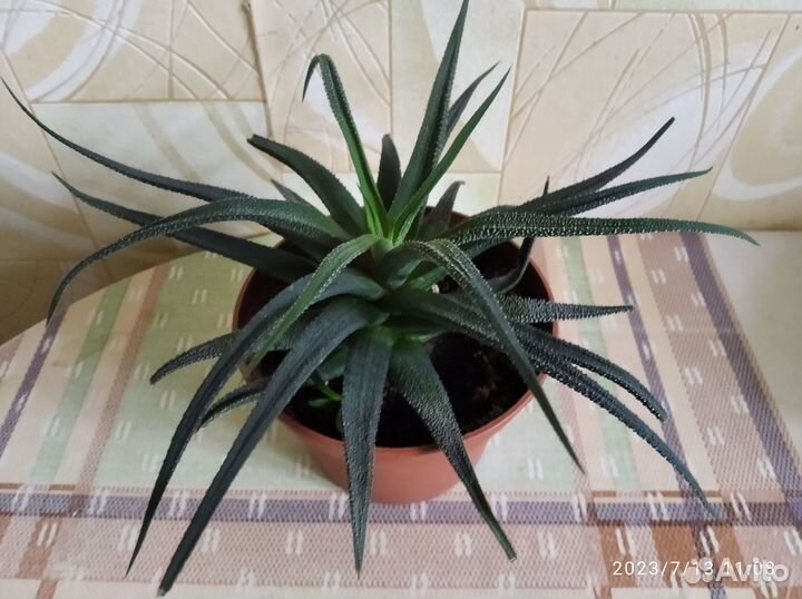 Продам цветы комнатные