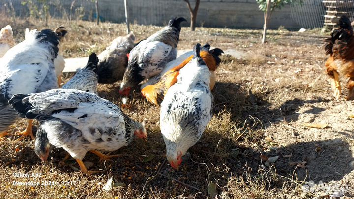 Куры молодки домашние