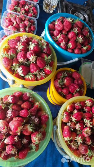 Клубника Байкальская