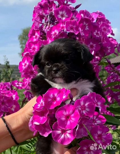 Чихуахуа, шикарная, красотка