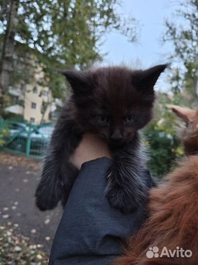 Котята мейн-кун