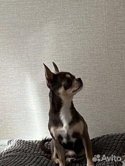 Вязка кобель чихуахуа mini
