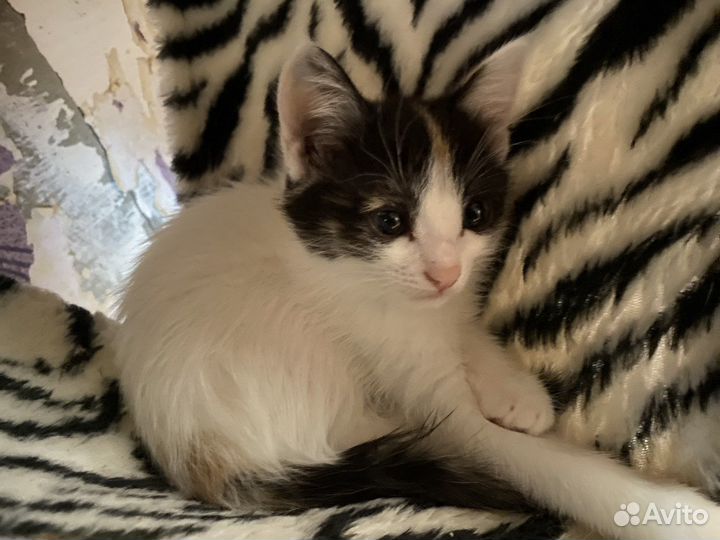 Котенок в добрые руки