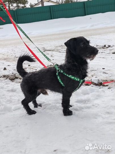 Мелкий пёсик