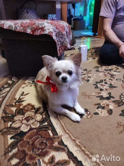 Вязка кобель чихуахуа