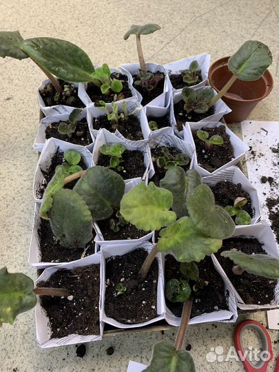 Продам розетки фиалки