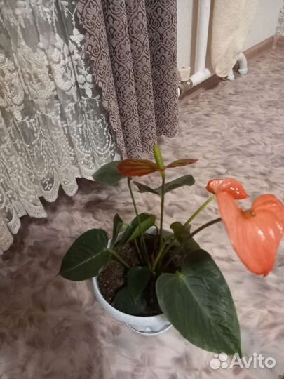 Комнатные цветы антуриум