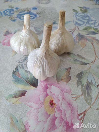 Продам чеснок