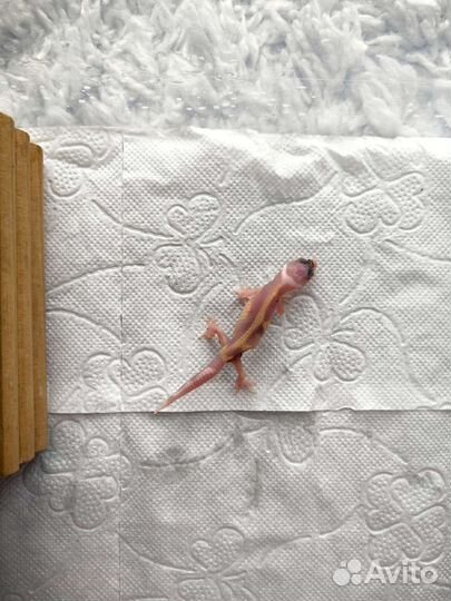 Геккон эублефар