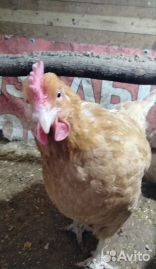 Цыплята(бронь)