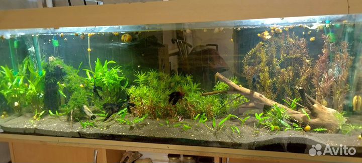 Аквариум