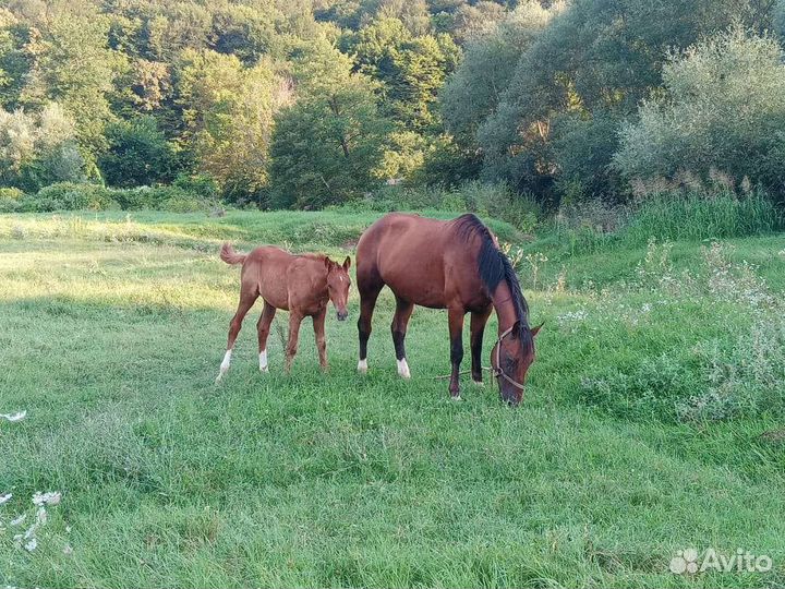 Продажа жеребчик