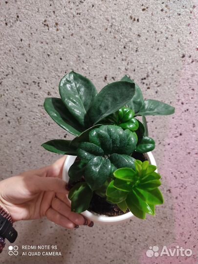 Замиакулькас Зензи и Мурайя min-a-min dwarf