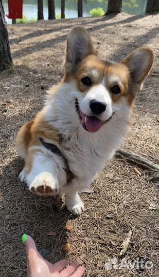 Собака для фотосессии