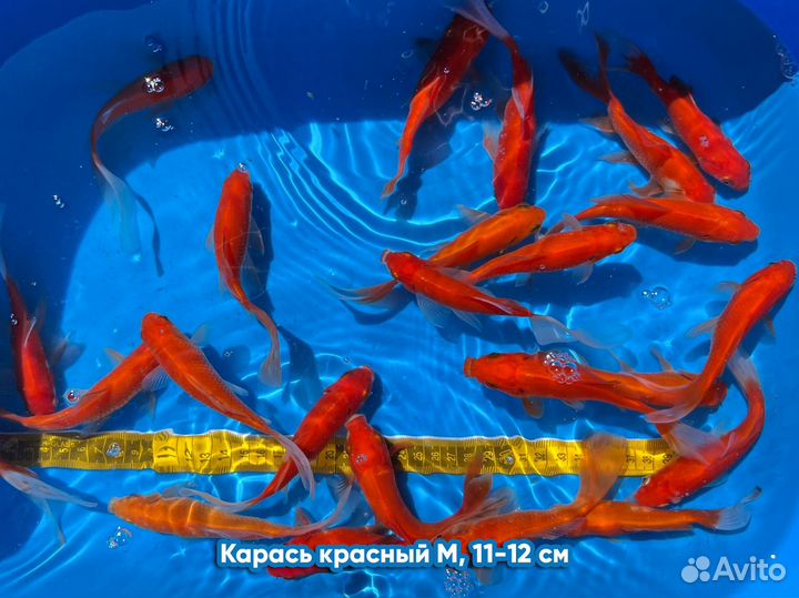 Прудовые рыбы (караси, карпы кои)