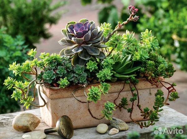 Каменная роза Суккулент