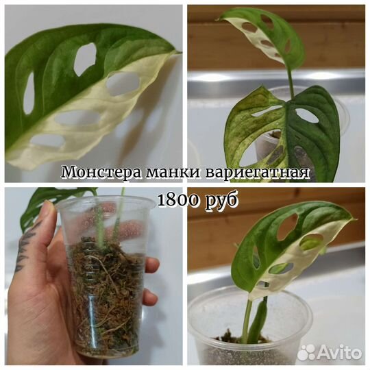 Монстера манки вариегатная