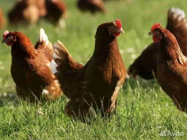 Куры несушки