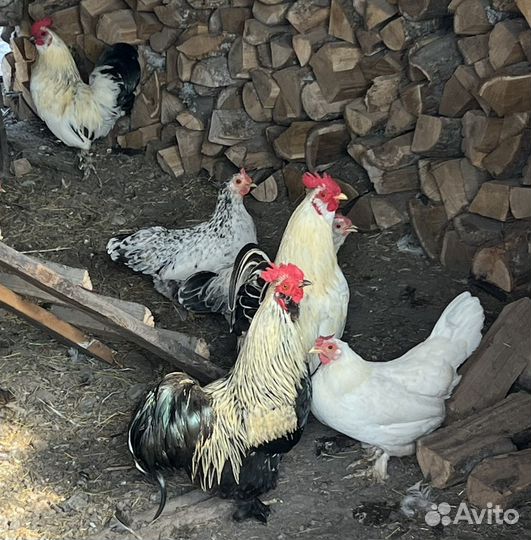 Карликовые петухи