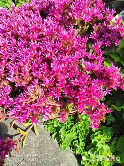 Каменная роза (молодило), очитки