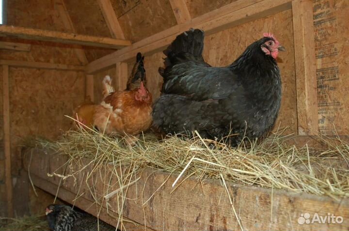 Домашние куриные яйца