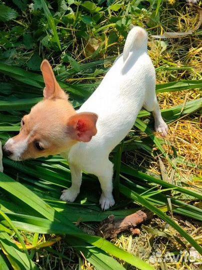 Чак Норрис мини