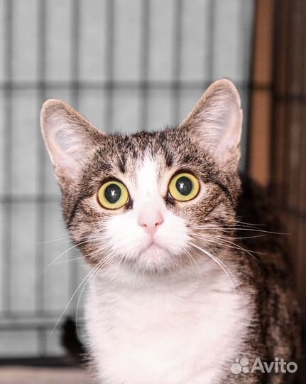 Очень хочется в семью