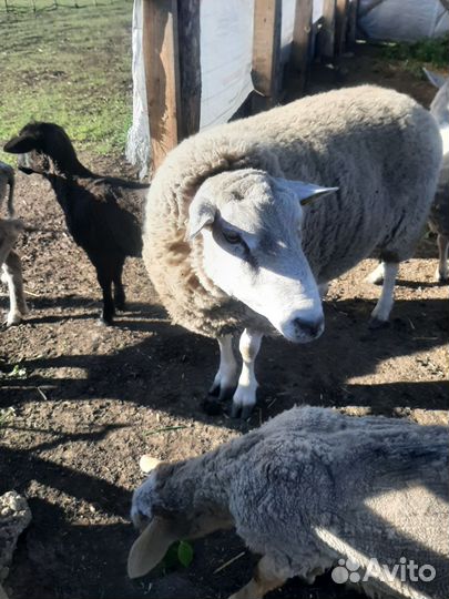 Баран тексель