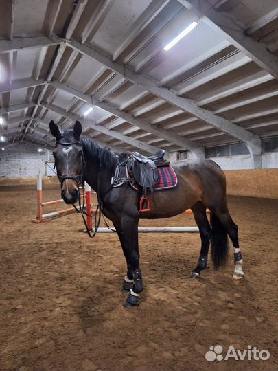 В конкур 110 см