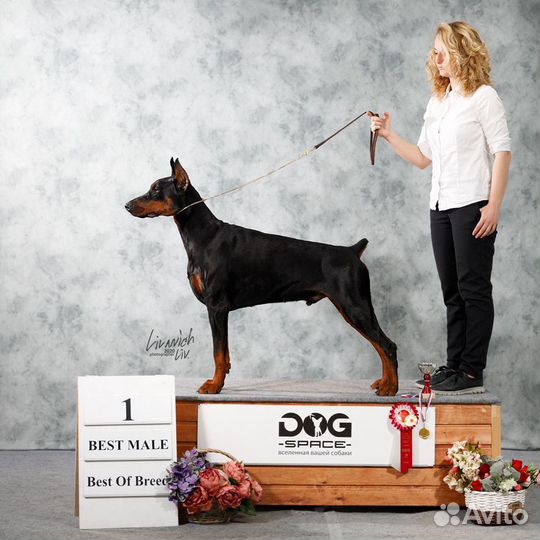 Подготовка собак к выставкам, показ собак,хендлер