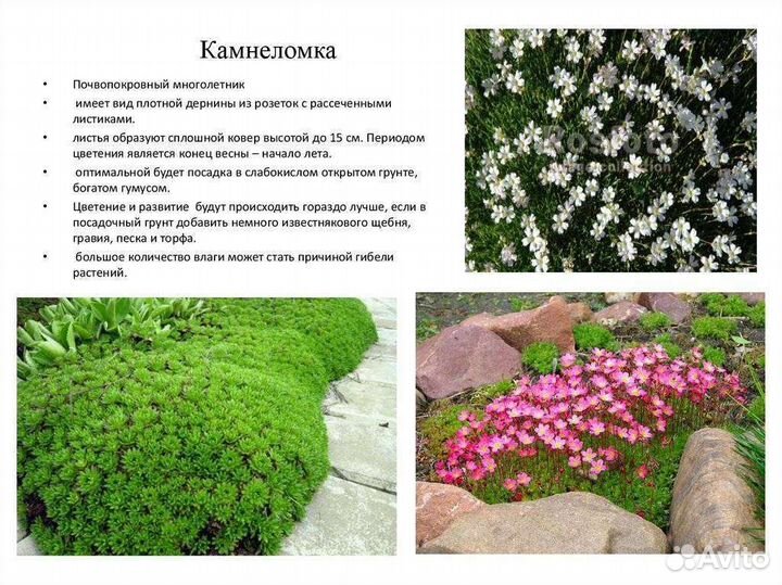 Камнеломка
