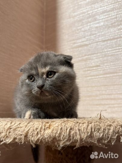 Шотландские котята