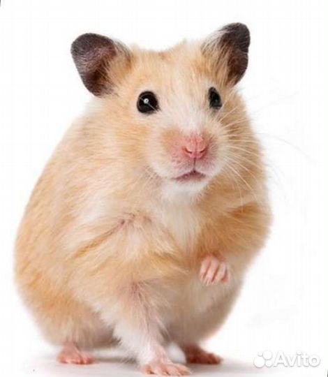 Передержка животных, выгул собак