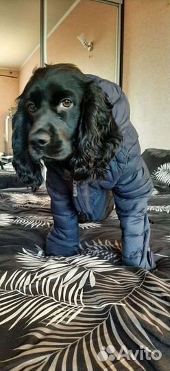 Перевозка животных